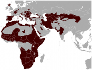 230px-wild_cat_felis_silvestris_distribution_map.png