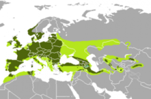 red_deer_-cervus_elaphus-_reconstructed_and_recent.png