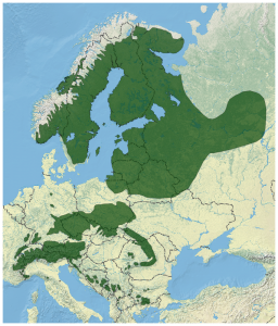 norway_spruce_picea_abies_distribution_map_2.png